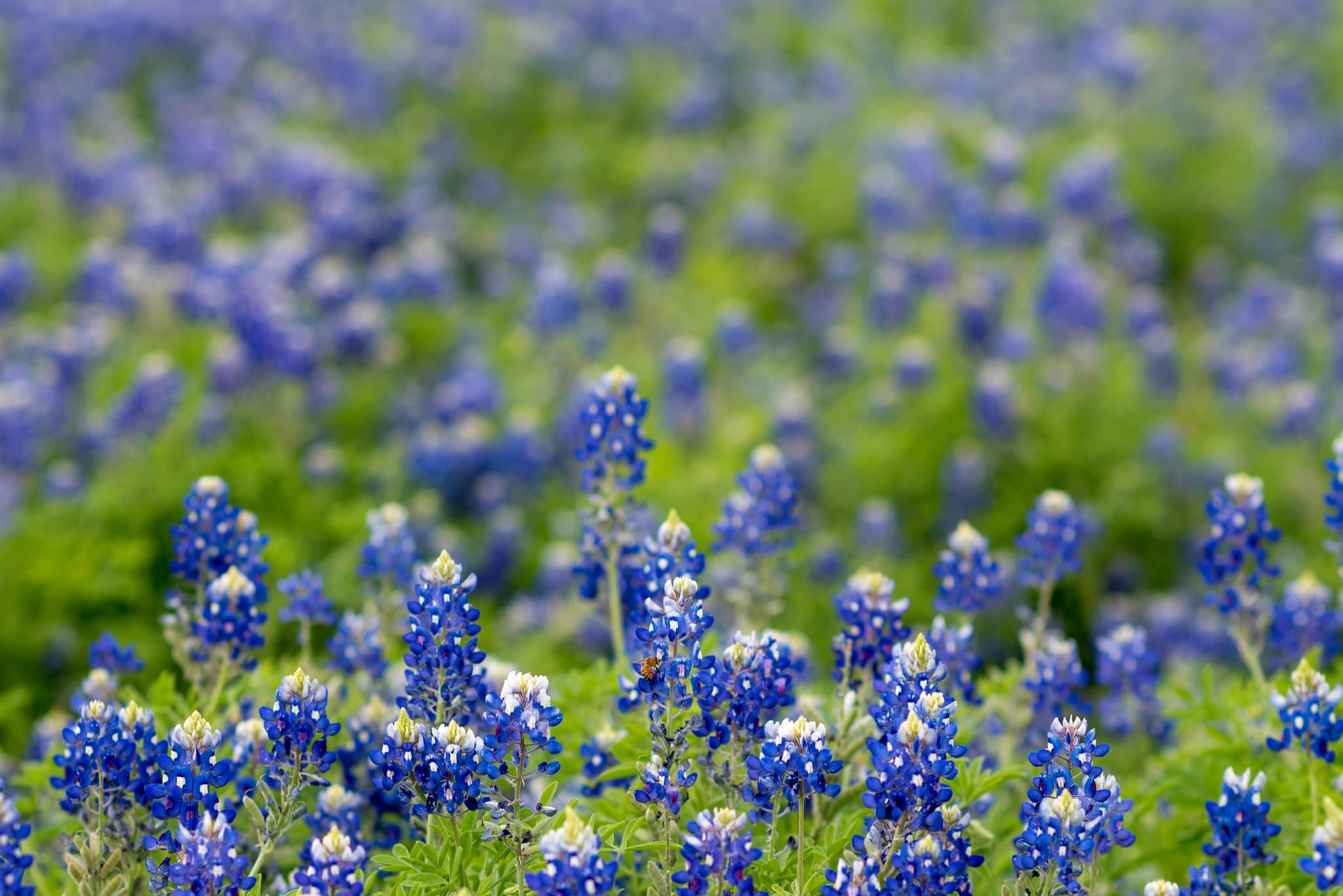 Texas real estate property featuring Raider Realty services in Lubbock, Austin, Houston, Midland, and Amarillo